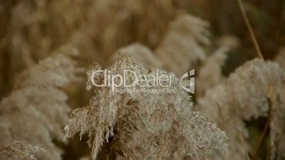 river reeds in wind,shaking wilderness.