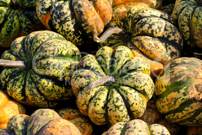 Miniature Pumpkins