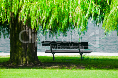 Park Bench with Weeping Willow