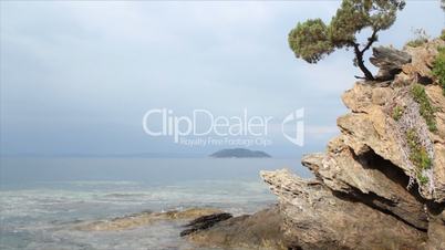 pine tree on a rock above the sea