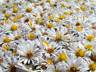 Flower background