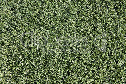 Close-up of Artificial Turf on Sports Field