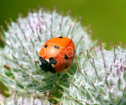 ladybug