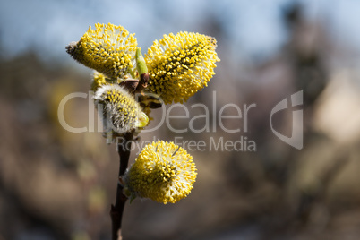 Tree bud growth