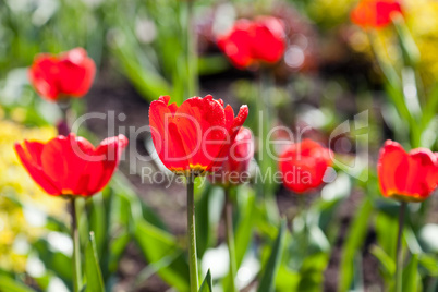 Tulip flower