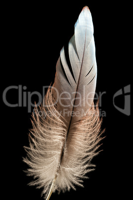 Bird feather or quill