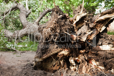 Fallen tree