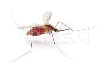 Gnat or mosquito insect