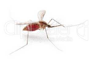 Gnat or mosquito insect