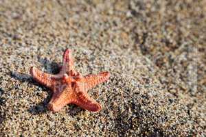 Starfish on sea sand beach