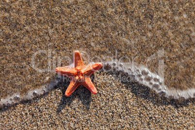Starfish on sea sand beach