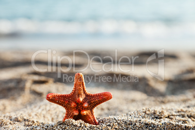 Starfish on sea sand beach