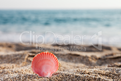 Seashell on sea sand beach