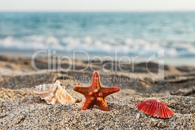 Starfish and seashell on sea sand beach