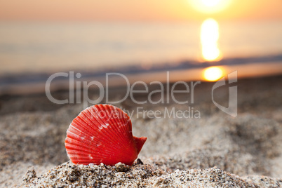 Seashell on sea sand beach