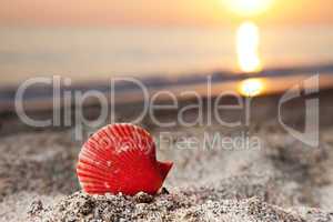 Seashell on sea sand beach