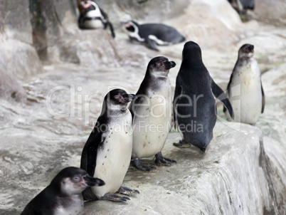 Penguins on snow ice