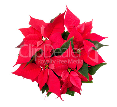 Poinsettia - Euphorbia pulcherrima