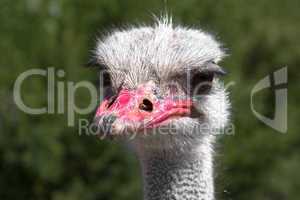 Ostrich