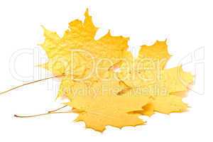 yellow leaf