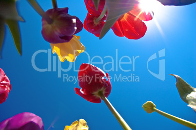 Tulips Against the Sky