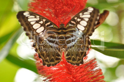 Schmetterling blauer Segler