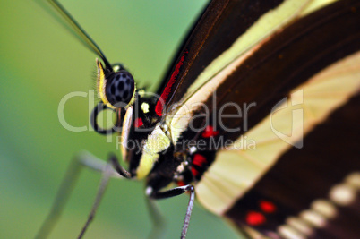 Schmetterling - weiße Baumnymphe - Makro