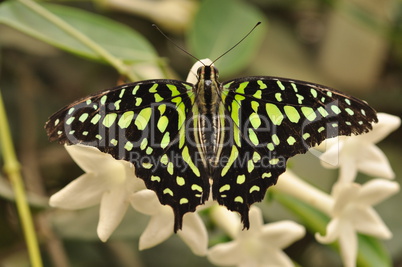 Grüner Kolibrifalter - Schmetterling