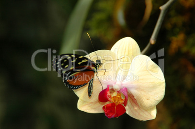 Maracujafalter Schmetterling an Orchidee