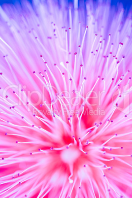 Pistils of a Flower