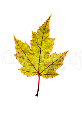 Maple Leaf