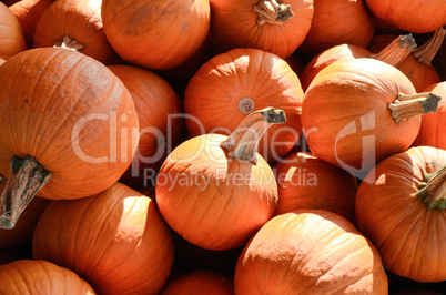 Miniature Pumpkins