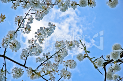 Apple Blossoms