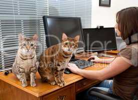 Woman and cats at computer desk