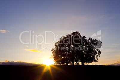 Three oak trees at sunset