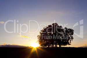 Three oak trees at sunset