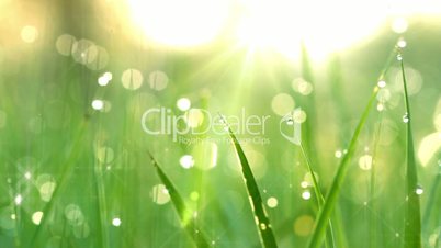 dew drops in lights on green grass. shot with slider.