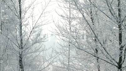 trees under snow.