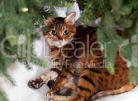 Bengal cat under Christmas tree