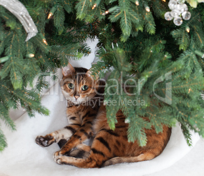 Bengal cat under Christmas tree