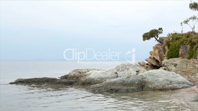 pine tree on a rock above the sea