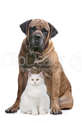 strong dog and a show cat