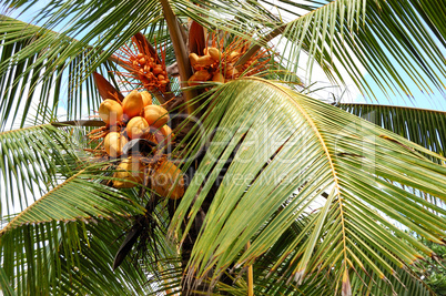 Harvest of the coconut palm with yellow fruits, Bentota, Sri Lan