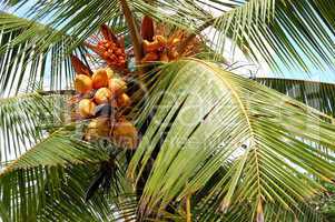 Harvest of the coconut palm with yellow fruits, Bentota, Sri Lan