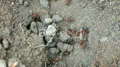 Ant nest. Macro.