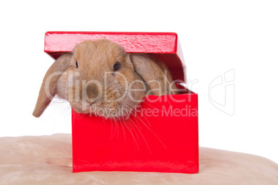 rabbit in a box