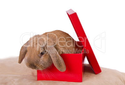 rabbit in a red box