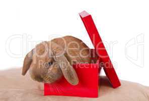 rabbit in a red box