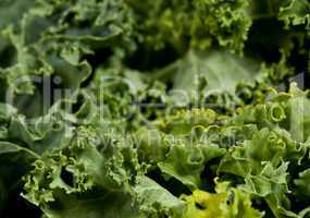 Macro shot of Kale