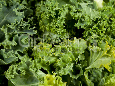 Macro shot of Kale